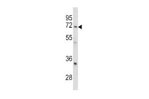 Western blot analysis of GARP antibody (Center) (ABIN390588 and ABIN2840908) in mouse cerebellum tissue lysates (35 μg/lane). (LRRC32 抗体  (AA 234-260))