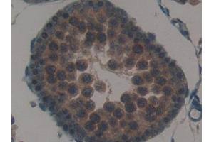 Detection of SP-B in Rat Testis Tissue using Polyclonal Antibody to Surfactant Protein B (SP-B) (SFTPB 抗体  (AA 111-352))