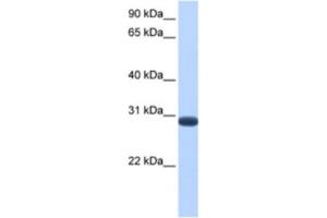 Western Blotting (WB) image for anti-Dual Specificity Phosphatase 19 (DUSP19) antibody (ABIN2463531) (DUSP19 抗体)