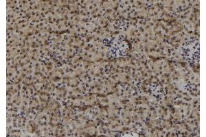 ABIN6278934 at 1/100 staining Mouse kidney tissue by IHC-P. (MAGEF1 抗体  (Internal Region))