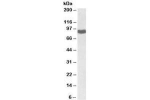 Western blot testing of rat liver lysate with POR antibody at 0. (POR 抗体)
