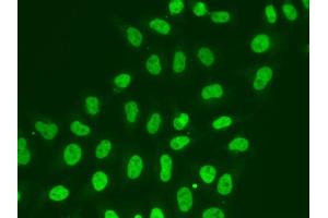 Immunofluorescence analysis of A549 cell using POLR2J antibody. (POLR2J 抗体)