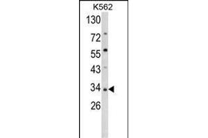 Western blot analysis of SFRP5 Antibody (Center) (ABIN652273 and ABIN2841156) in K562 cell line lysates (35 μg/lane). (SFRP5 抗体  (AA 219-248))
