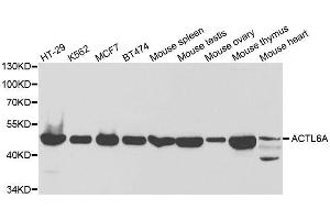 Western blot analysis of extracts of various cell lines, using ACTL6A antibody. (BAF53A 抗体  (AA 1-280))