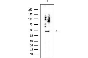 Western blot analysis of lysates from HUVEC cells, using TFAP2E Mouse Monoclonal Antibody at 1/1000 dilution.