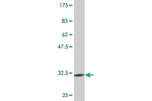 Western Blot detection against Immunogen (30. (CXCR4 抗体  (AA 1-46))