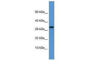 Apof antibody used at 0. (Apolipoprotein F 抗体  (C-Term))