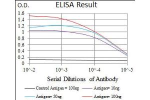 Image no. 5 for anti-Polo-Like Kinase 1 (PLK1) antibody (ABIN1500277) (PLK1 抗体)