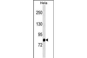 Western blot analysis in Hela cell line lysates (35ug/lane). (MASP1 抗体  (AA 481-507))