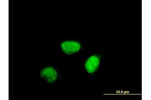 Immunofluorescence of purified MaxPab antibody to CCNA2 on HeLa cell. (Cyclin A 抗体  (AA 1-432))
