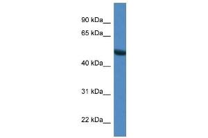 Western Blot showing Sntg1 antibody used at a concentration of 1. (Syntrophin gamma 1 抗体  (N-Term))