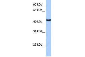 WB Suggested Anti-ABHD5 Antibody Titration:  0. (ABHD5 抗体  (C-Term))