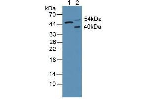 Western blot analysis of (1) Human HeLa cells and (2) Rat Brain Tissue. (AKT3 抗体  (AA 46-338))
