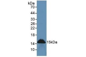 Detection of REG3g in Rat Intestine Tissue using Polyclonal Antibody to Regenerating Islet Derived Protein 3 Gamma (REG3g)