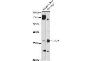 Western blot analysis of extracts of various cell lines, using CD152/CTLA-4 antibody (ABIN3022827, ABIN3022828, ABIN3022829 and ABIN6219247) at 1:1000 dilution. (CTLA4 抗体  (AA 36-161))