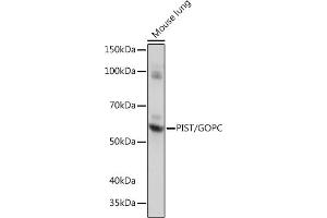 Western blot analysis of extracts of Mouse lung, using PIST/GOPC Rabbit mAb (ABIN1678809, ABIN1678808, ABIN7101325 and ABIN7101326) at 1:1000 dilution. (GOPC 抗体)