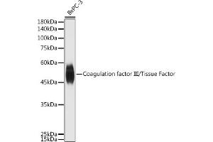 Western blot analysis of extracts of BxPC-3 cells, using Coagulation factor III/Tissue Factor antibody (ABIN3021933, ABIN3021934, ABIN3021935 and ABIN6217895) at 1:500 dilution. (Tissue factor 抗体)