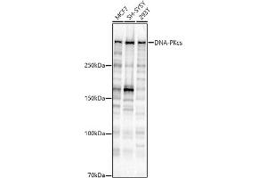 Western blot analysis of extracts of various cell lines, using DNA-PKcs antibody (ABIN7269665) at 1:1000 dilution. (PRKDC 抗体)