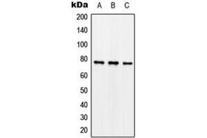 Western blot analysis of Synapsin 1 (pS62) expression in SKNSH nocodazole-treated (A), mouse brain (B), rat brain (C) whole cell lysates. (SYN1 抗体  (N-Term, pSer62))