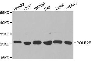 Western blot analysis of extracts of various cell lines, using POLR2E antibody. (POLR2E 抗体)