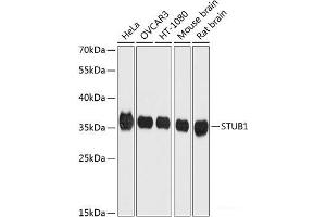 Western blot analysis of extracts of various cell lines using STUB1 Polyclonal Antibody at dilution of 1:1000. (STUB1 抗体)