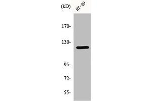 Western Blot analysis of 293 cells using GCP5 Polyclonal Antibody (TUBGCP5 抗体  (Internal Region))
