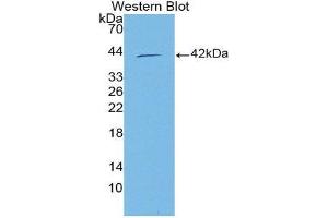 Western Blotting (WB) image for anti-Chromosome 15 Open Reading Frame 48 (C15ORF48) (AA 1-83) antibody (ABIN3201045) (NMES1 抗体  (AA 1-83))