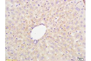 Formalin-fixed and paraffin embedded mouse liver labeled with Anti-STSL/ABCG8 Polyclonal Antibody, Unconjugated (ABIN1387509) at 1:200 followed by conjugation to the secondary antibody and DAB staining. (ABCG8 抗体  (AA 566-673))