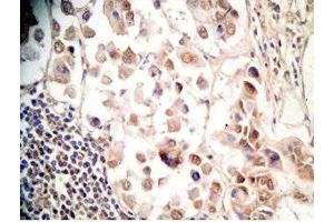 Human stomach tissue was stained by Rabbit Anti-Xenin 25 (Human) Antibody (Xenin 25 抗体)