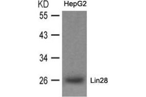 Western blot analysis of extracts from HepG2 cells using Lin28. (LIN28A 抗体  (N-Term))