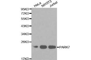 Western blot analysis of extracts of various cell lines, using PARK7 antibody (ABIN5970375) at 1/1000 dilution. (PARK7/DJ1 抗体)