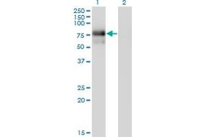 Western Blot analysis of NR4A2 expression in transfected 293T cell line by NR4A2 monoclonal antibody (M01), clone 2B11. (NR4A2 抗体  (AA 71-170))