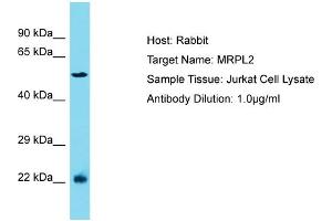 Host: Rabbit Target Name: MRPL2 Sample Type: Jurkat Whole Cell lysates Antibody Dilution: 1.