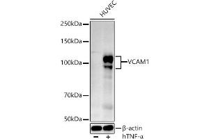 Western blot analysis of extracts of HUVEC cells, using VC antibody (ABIN3020868, ABIN3020869, ABIN3020870 and ABIN6213763) at 1:524 dilution. (VCAM1 抗体  (AA 300-400))