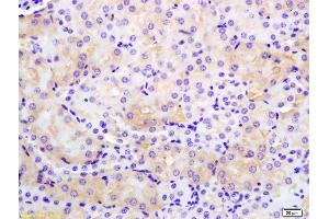Formalin-fixed and paraffin embedded rat kidney labeled with Anti-PMCA Polyclonal Antibody, Unconjugated (ABIN1385852) at 1:200 followed by conjugation to the secondary antibody and DAB staining. (ATP2B2 抗体  (AA 361-460))