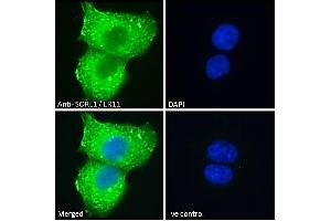 Immunofluorescence (IF) image for anti-Sortilin-Related Receptor, L(DLR Class) A Repeats Containing (SORL1) (C-Term) antibody (ABIN184579)