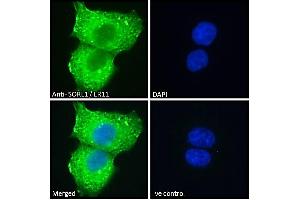 ABIN184579 Immunofluorescence analysis of paraformaldehyde fixed A431 cells, permeabilized with 0. (SORL1 抗体  (C-Term))