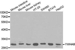 Western blot analysis of extracts of various cell lines, using YWHAB antibody. (YWHAB 抗体  (AA 1-246))