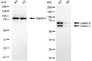 Western blotting analysis using Lamin A/C antibody (ABIN7799227). (Lamin A/C 抗体)