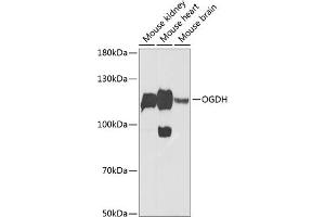 Western blot analysis of extracts of various cell lines, using OGDH Antibody (ABIN6131413, ABIN6145002, ABIN6145004 and ABIN6216119) at 1:1000 dilution. (alpha KGDHC 抗体  (AA 148-427))