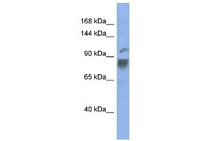 HNRPUL1 antibody used at 1 ug/ml to detect target protein. (HNRNPUL1 抗体  (Middle Region))