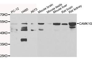 Western blot analysis of extracts of various cell lines, using CAMK1G antibody (ABIN4903115) at 1:1000 dilution. (CAMK1G 抗体)