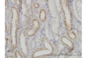 Immunoperoxidase of monoclonal antibody to NDUFS3 on formalin-fixed paraffin-embedded human kidney. (NDUFS3 抗体  (AA 1-264))
