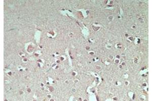 Image no. 2 for anti-Ring Finger Protein 128 (RNF128) (AA 227-253) antibody (ABIN207733) (RNF128 抗体  (AA 227-253))