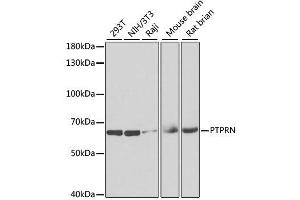 Western blot analysis of extracts of various cell lines, using PTPRN antibody. (PTPRN 抗体  (AA 600-889))