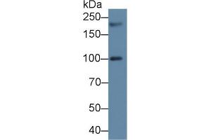 Western blot analysis of Human 293T cell lysate, using Human PEX1 Antibody (2 µg/ml) and HRP-conjugated Goat Anti-Rabbit antibody ( (PEX1 抗体  (AA 62-219))