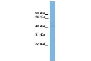 WB Suggested Anti-ZNF367 Antibody Titration:  0. (ZNF367 抗体  (C-Term))