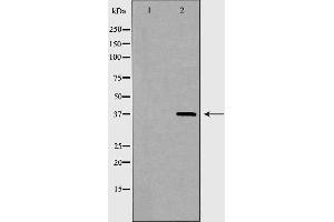 Western blot analysis of extracts of HEK293T, using XRCC4 antibody. (XRCC4 抗体  (Internal Region))