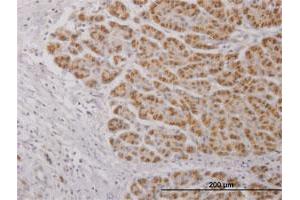 Immunoperoxidase of purified MaxPab antibody to IL17C on formalin-fixed paraffin-embedded human pancreas. (IL17C 抗体  (AA 1-197))