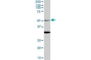 NUP50 MaxPab polyclonal antibody. (NUP50 抗体  (AA 1-468))